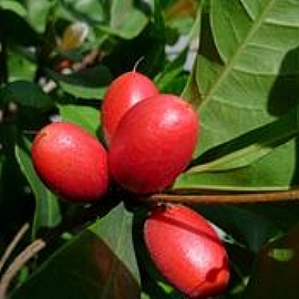 甚麼是神秘果?神秘果特色又是甚麼?